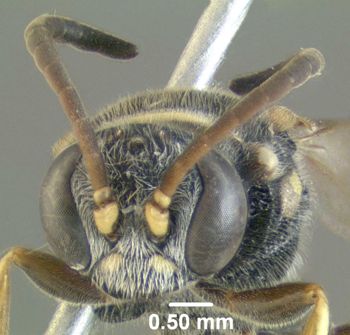 Media type: image;   Entomology 603053 Aspect: head frontal view